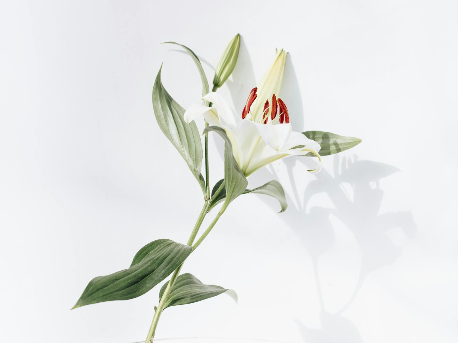 White and Red Flower With Green Leaves